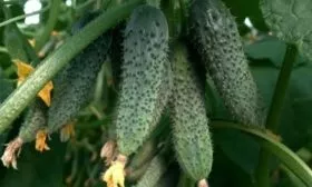 Огурец сорта Любовь