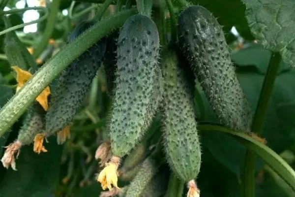 Огурец сорта Любовь