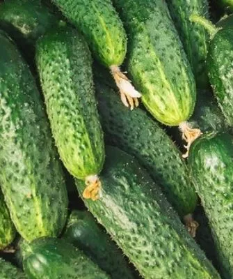 огурец сорта На закуску