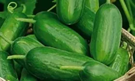 Огурец сорта Всё гладко