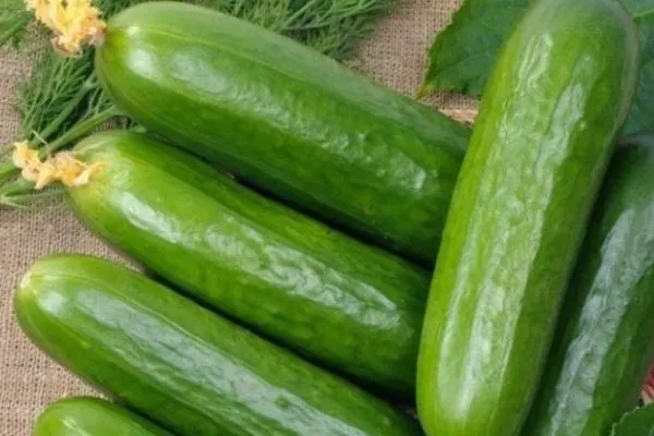 Огурец сорта Всё гладко - описание плода