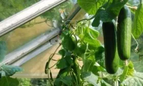 Огурец сорта Всё гладко - выращивание в теплице