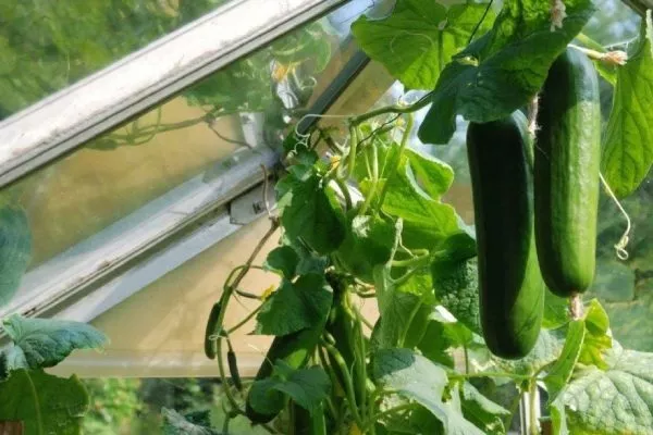 Огурец сорта Всё гладко - выращивание в теплице