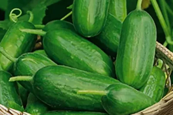 Огурец сорта Всё гладко