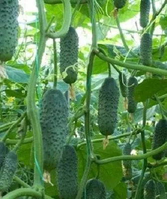 огурец сорта Засолочный