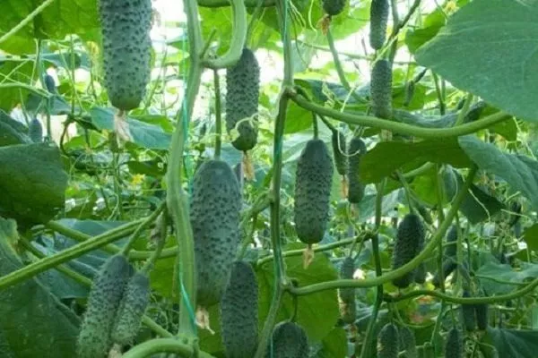 огурец сорта Засолочный