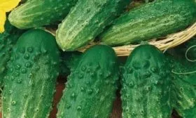 огурец Засолочный