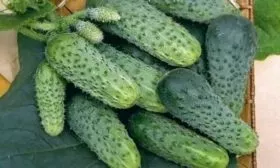 огурец Зятёк