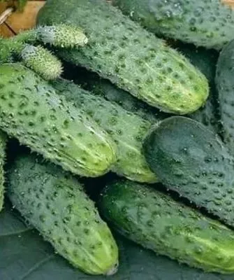 огурец Зятёк