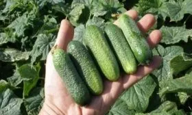 огурцы Адам