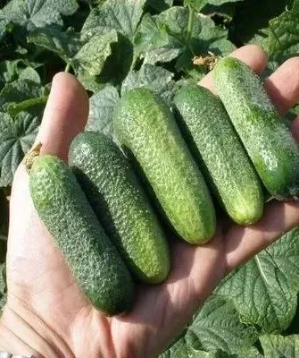 огурцы Адам