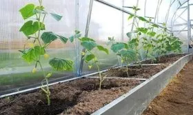 огурцы Атос в теплице