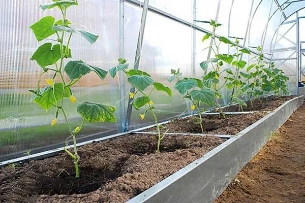 огурцы Атос в теплице