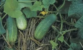 огурцы Барабулька