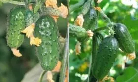 огурцы Будь здоров