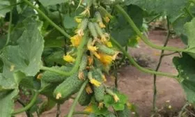 огурцы Гирлянда