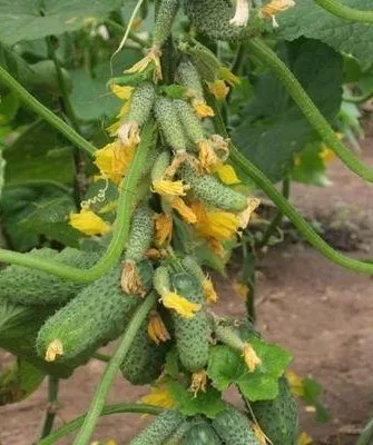 огурцы Гирлянда