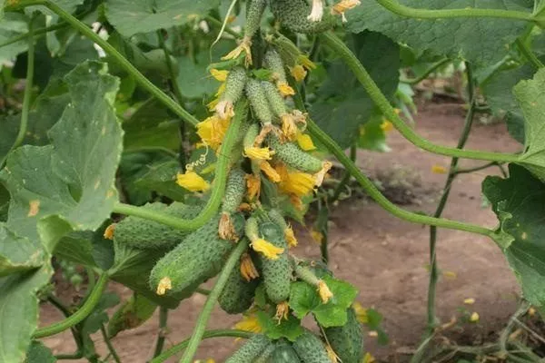 огурцы Гирлянда