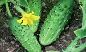 огурцы Гном