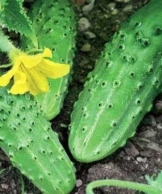 огурцы Гном