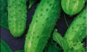 Сбор и хранение урожая