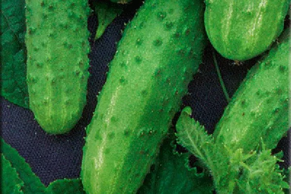 Сбор и хранение урожая