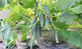 огурцы Конни