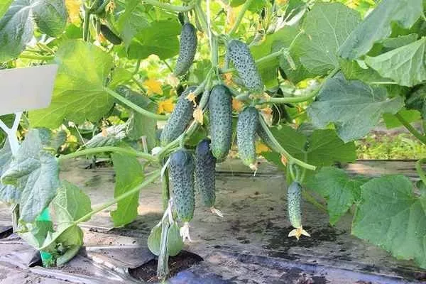 огурцы Конни