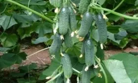 огурцы Мини-Мини