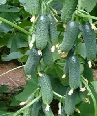 огурцы Мини-Мини