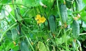 огурцы Муравей