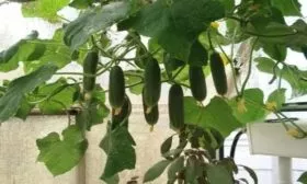 огурцы Окошко