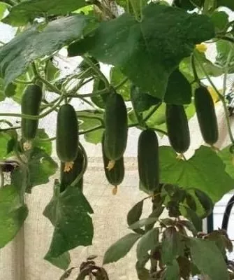 огурцы Окошко