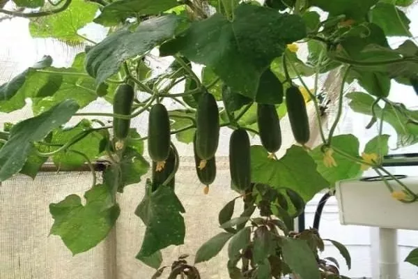 огурцы Окошко