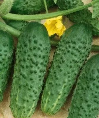 Огурцы Щедрик – описание