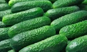 огурцы сорта Адам