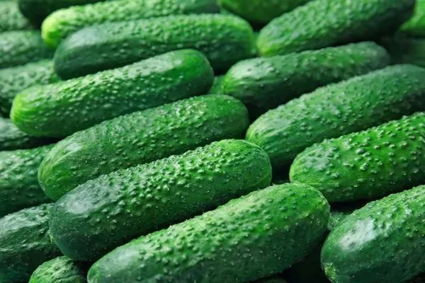 огурцы сорта Адам