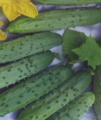 огурцы сорта Апрельский