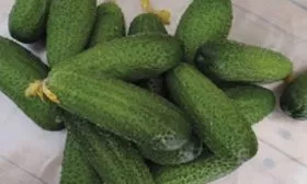 огурцы сорта Атос