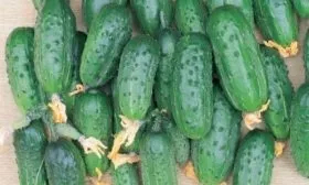 огурцы сорта Будь здоров