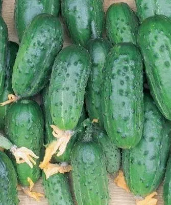 огурцы сорта Будь здоров