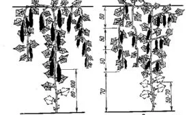 огурцы сорта Генеральский формирование куста