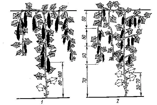 огурцы сорта Генеральский формирование куста