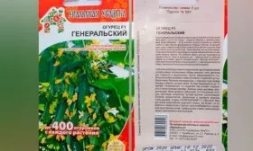 огурцы сорта Генеральский история сорта