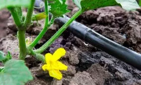 огурцы сорта Генеральский капельное орошение