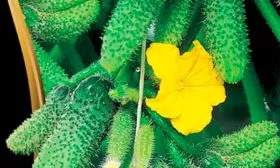 огурцы сорта Генеральский о сорте