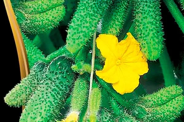 огурцы сорта Генеральский о сорте