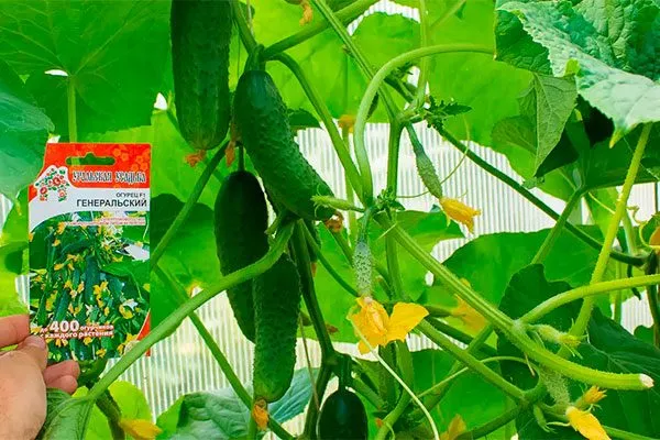 Огурец Генеральский: с крупными плодами