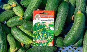 огурцы сорта Генеральский описание сорта