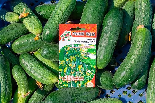 огурцы сорта Генеральский описание сорта